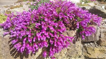 Penstemon rupicola - 8cm pot 